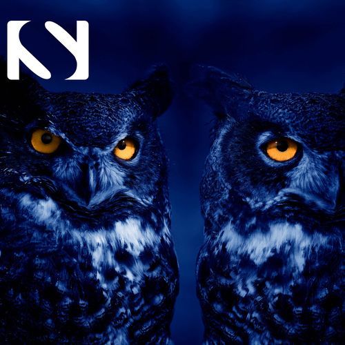 Owl Sounds at Night_poster_image