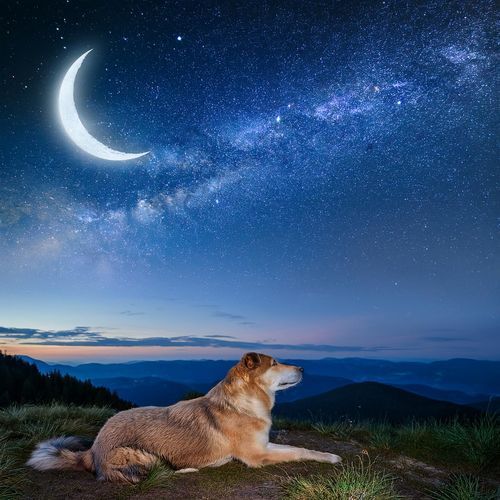 Relajación De Perros: Sonidos Calmantes Para La Paz