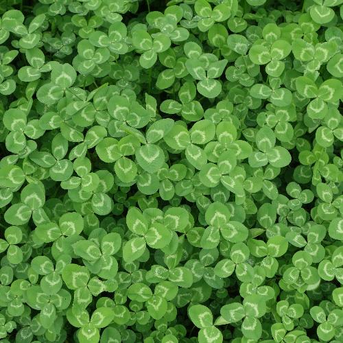 clover