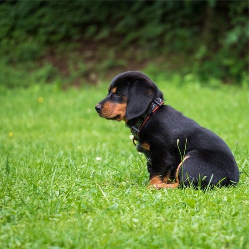 Complete Relaxation Mix for Dogs