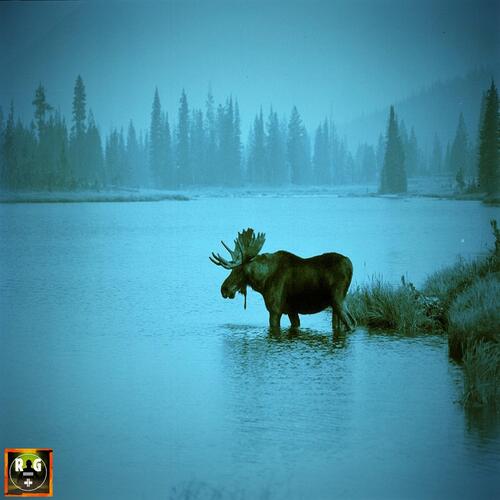 Rain Sounds in a Forest with Moose Roaring and Birds Chirping_poster_image