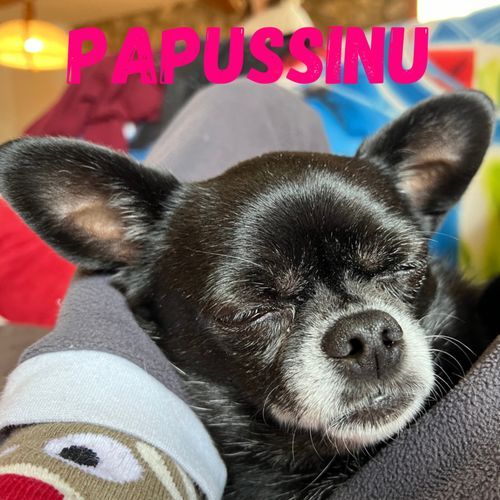 Papussinu_poster_image