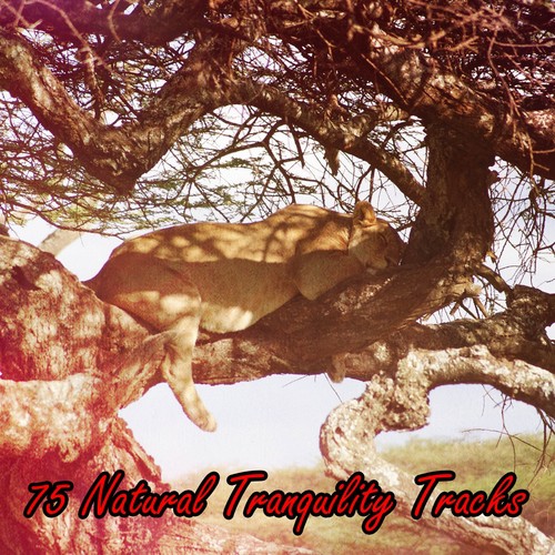 75 Natural Tranquility Tracks