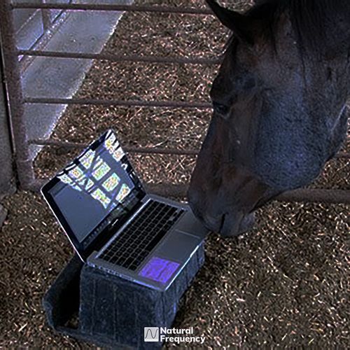 Horse Ebooks (DJ Gluten Intolerant Rmx) cover art