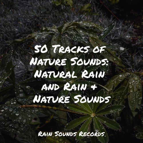 50 Tracks of Nature Sounds: Natural Rain and Rain & Nature Sounds_poster_image