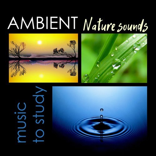 Ambient Nature Sounds to Study - Relaxation & Meditation Relax Melodies for Sleep, Ocean Waves, Thunderstorm and Rain Seasons Mix