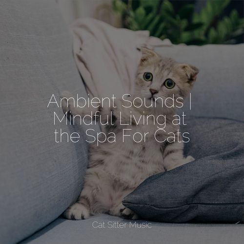 Ambient Sounds | Mindful Living at the Spa For Cats