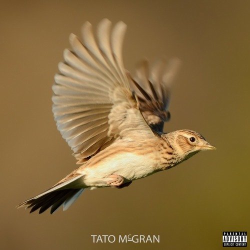 Alauda cover art