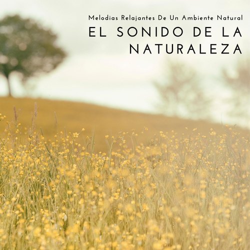 Maestro De La Relajación cover art