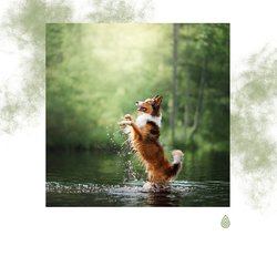 Côte et Mer du Nord