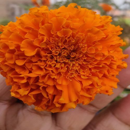 Mehnat