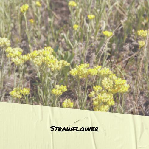Strawflower cover art