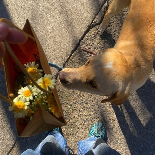 PERRO FIEL