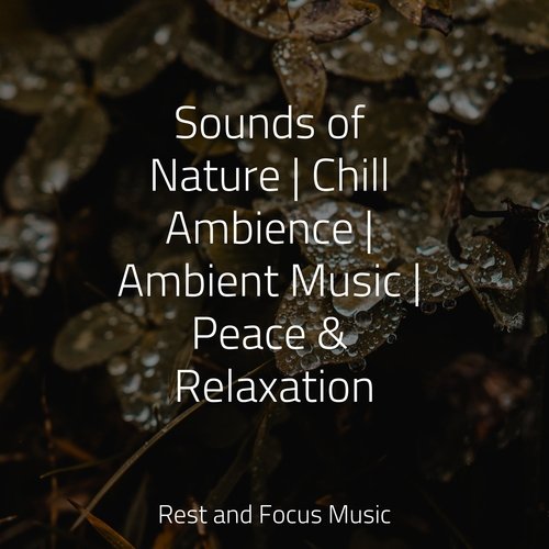 Forest Magic cover art