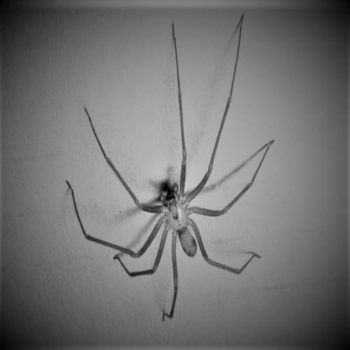 White Recluse