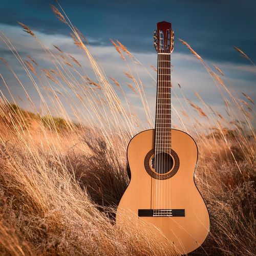 Dawn Harmonies: Morning Guitar with Birdsong