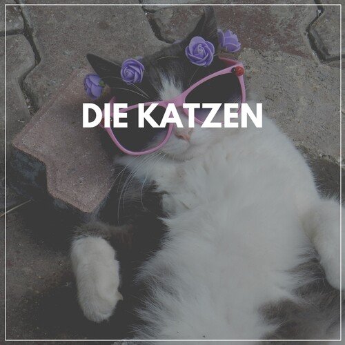 Katze in einem ruhigen Moment