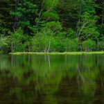 Forest Voice (Short Version)