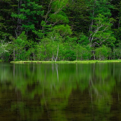 The Deepest Forest
