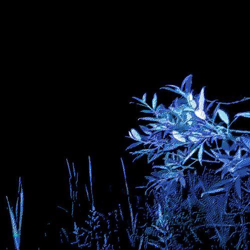 the lustrous garden (Speed Up)