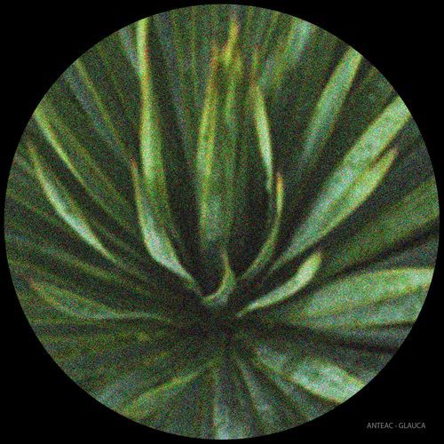 Chikha cover art
