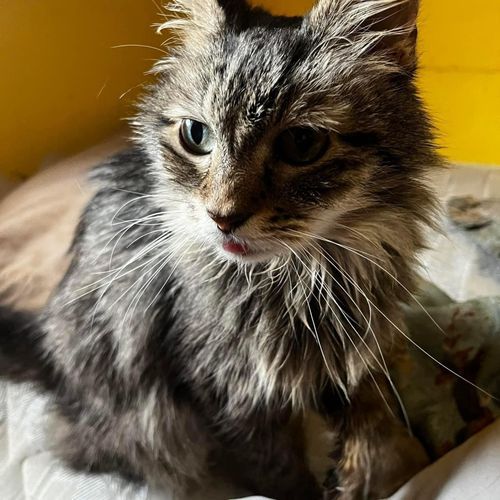 I don't need auto tune