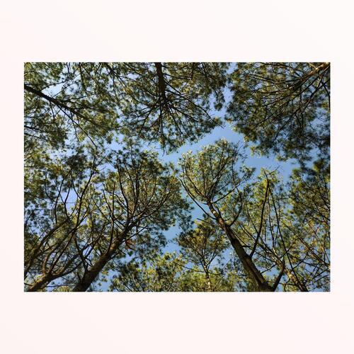 nhẹ nhàng mùi hoa cỏ