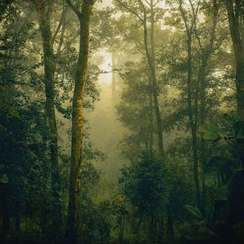 Mist cover art