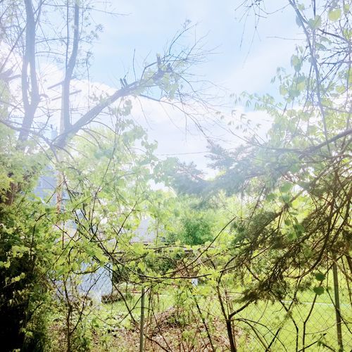 Bliss Nation Avenue cover art