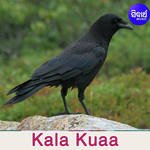 Kala Kuaa