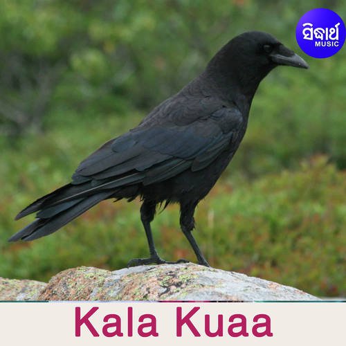 Kala Kuaa