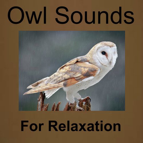 Owl Sounds for Relaxation_poster_image