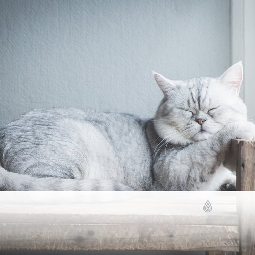 Soirées berceuses pour chats : Vibrations relaxantes