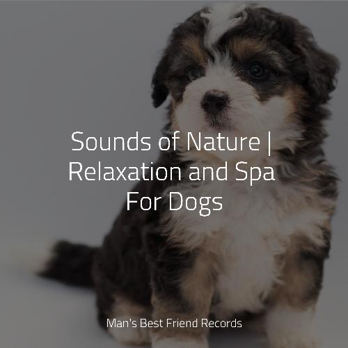 Sounds of Nature | Relaxation and Spa For Dogs