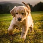 Tonos Tranquilos Para Mascotas