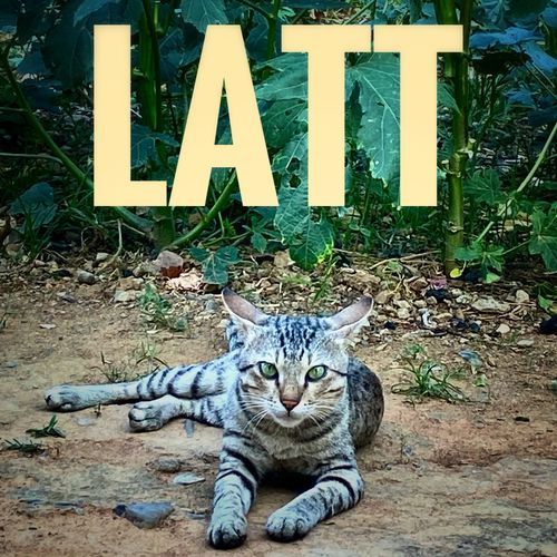 LATT