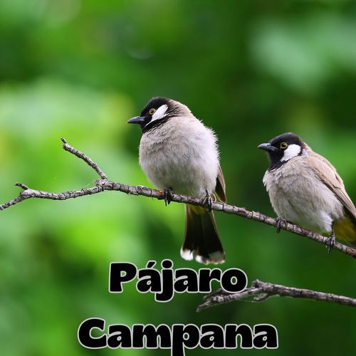 Pájaro Campana_poster_image