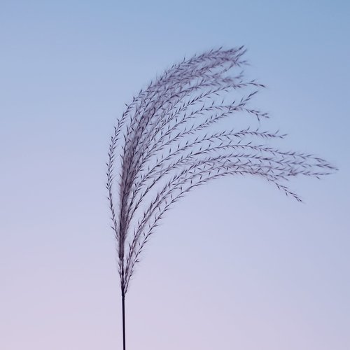 Calm cover art