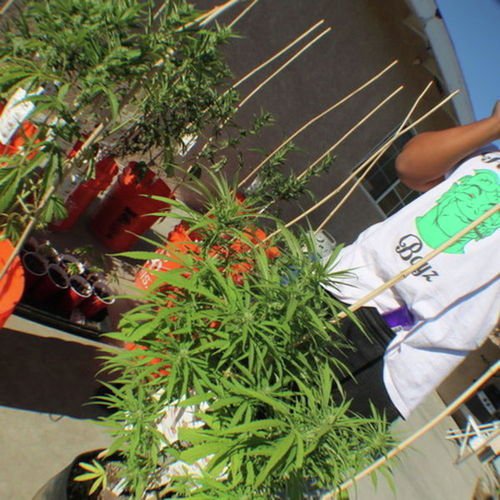 Nino Brown cover art