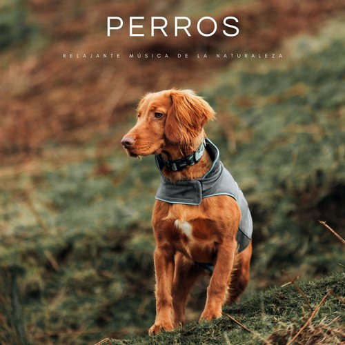 Perros: Relajante Música De La Naturaleza