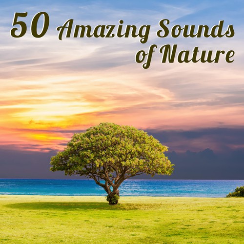 50 Amazing Sounds of Nature (Relaxing & Healing Background Music for Meditation, Yoga, Well Being & Sleep)