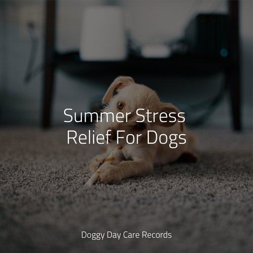 Summer Stress Relief For Dogs_poster_image