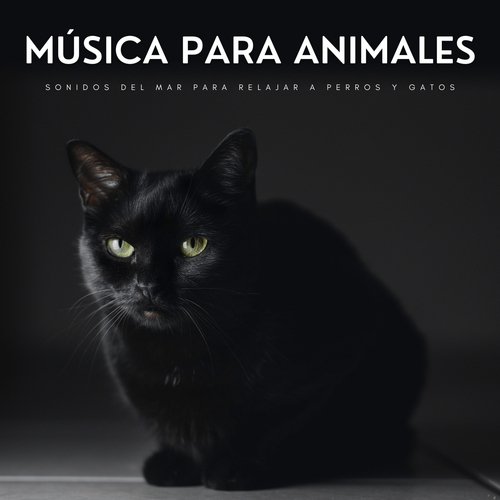 Océano Y Mascotas cover art
