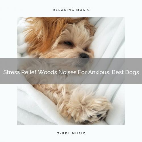 Stress Relief Woods Noises For Anxious, Best Dogs