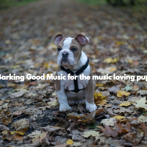 Good music hot sale for dogs