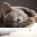 Sons de la conscience du chat. Musique du sommeil