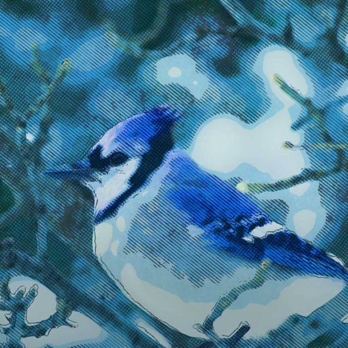 Blue Jay cover art
