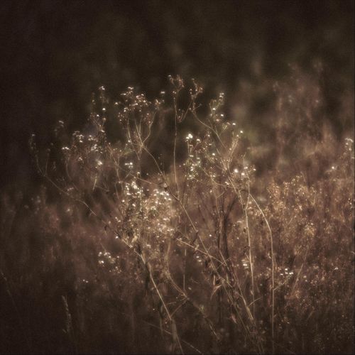 Shimmer cover art
