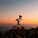 Love. (wave to earth) - Piano Version