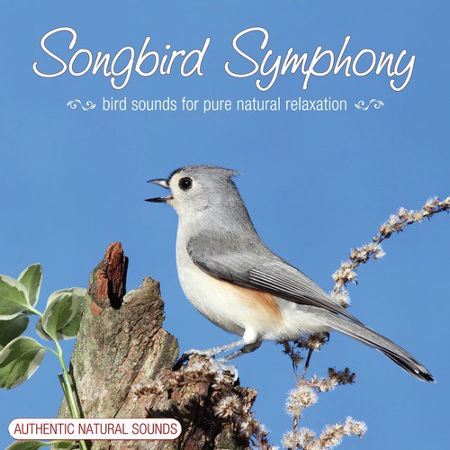 Songbirds Part I